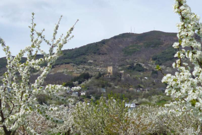 Imagen de archivo de cerezos en flor en el municipio de Corullón con el castillo al fondo.
