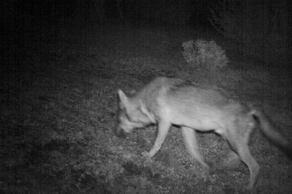 Un lobo captado en plena noche de cacería por una cámara en una zona rural. efe