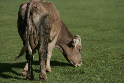 Aseguran que cientos de vacas son sacrificadas al año en la comarca por la brucelosis.