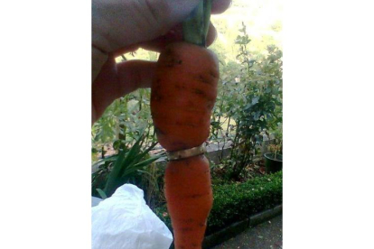 La zanahoria creció dentro del anillo, que estuvo perdido seis años