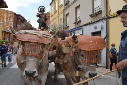 Dos bueyes portan la imagen de San Isidro por las calles de Santa María del Páramo.