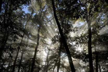 La sustitución de pinos por encinas en los bosques se acelera por la falta de gestión forestal.