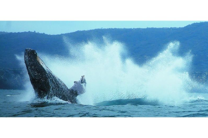 Una ballena jorobada llega desde la Antártida a las cálidas aguas de la isla de la Plata, donde encuentran las condiciones propicias para comer, aparearse y parir.