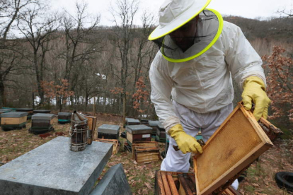 Los apicultores siguen luchando contra la avispa asiática. RAMIRO