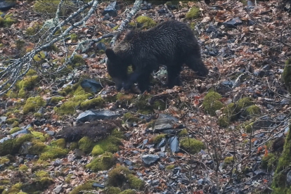 Imagen de un oso pardo en la cordillera Cantábrica. FUNDACIÓN OSO PARDO