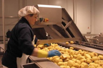 Una empleada manipula la patata ya lavada, en las nuevas instalaciones de Aperitivos Gus.