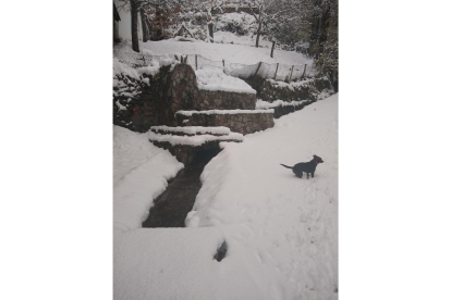 Un perro entre la nieve en Matalavilla. MARIGELI