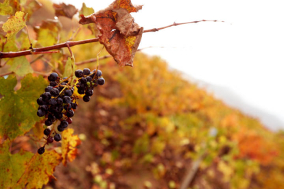 La uva Mencía, típica del Bierzo, en pleno otoño. ANA F. BARREDO