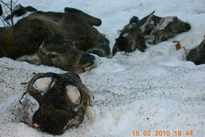 Los cuerpos de los animales muertos y mutilados yacen sobre la nieve en Boca de Huérgano.