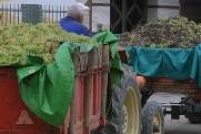 Tractores cargados con uva berciana entrando en una bodega de la comarca, en una imagen de archivo