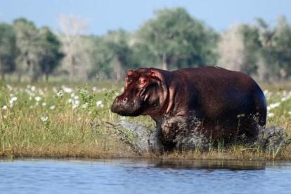 Un hipopótamo en el parque nacional Gorongosa, en el norte de Mozambique. La reserva ha renacido con fuerza en los últimos años tras haber perdido buena parte de sus grandes mamíferos en los años 80 y 90.