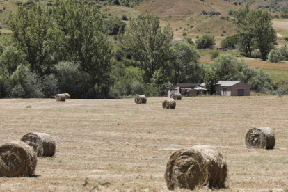 Forraje y hierba henificada y empaquetada en rollos, en un área del valle de la Tercia. MARCIANO PÉREZ