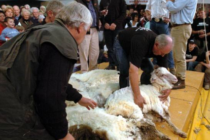 Dos hombres participan en un concurso de esquilado de ovejas merinas en Cromwell, Nueva Zelanda, en el 2004.