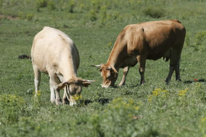 Dos vacas pastan en las inmediaciones del bosque de Hormas, en Riaño. JESÚS F. SALVADORES