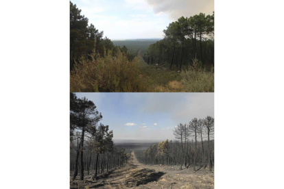 <br />Las imágenes corresponden al mismo punto del pinar de Tabuyo. La de arriba fue tomada el lunes y la siguiente, con el paisaje calcinado, un día después.
