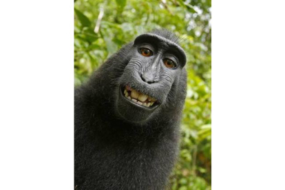 PETA quiere que el macaco reciba los beneficios por sus famosos selfis.