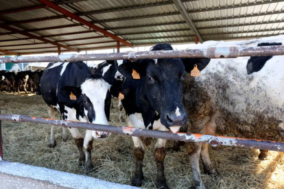 la provincia tiene un censo de 26.200 vacas en lactación