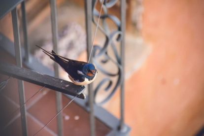 Pájaros en el balcón: ¿Cómo evitar que las palomas aniden en ventanas?