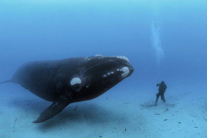 Un buceador y una ballena, frente a frente.