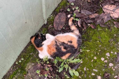 Un de los gatos de la colonia de La Placa que ha sido localizado muerto. PELUDINES SIN SUERTE