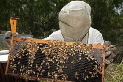 Un apicultor trabaja con sus colmenas de abejas.