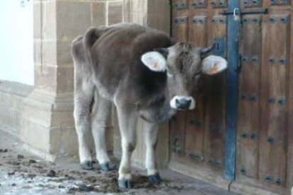 Una de las vacas muertas que apareció en el santuario de La Mata de Monteagudo