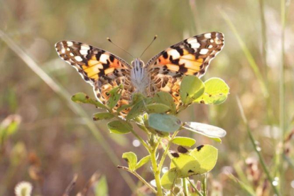 Un ejemplar de la mariposa cardera o 'Vanessa cardui' en Benín.