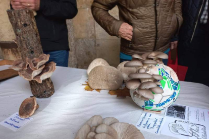 Setas cultivadas en un balón. BAYÓN.