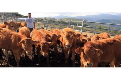 Javier López cuida de sus vacas y terneros en las proximidades de Lamagrande, en medio del valle de Balboa, en el Bierzo Oeste.