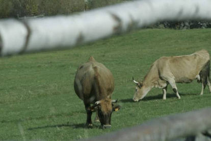 El ganado vacuno y ovino está sometido a la campaña de saneamiento ganadero.