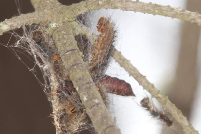 Las orugas suelen reunirse en grupos en su fase de crisálida antes de iniciar la metamorfosis y convertirse en mariposa .