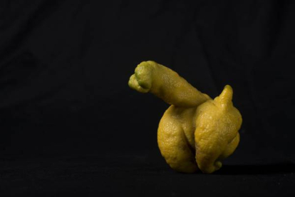 Imagen del limón con forma de pene que ha crecido en un jardín de la calle Natzaret de Barcelona.