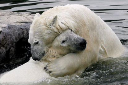 Dos osos polares juguetean en un zoo de Alemania.