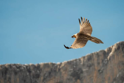 Un ejemplar de quebrantahuesos sobrevolando los Picos de Europa. FUNDACIÓN PARA LA CONSERVACIÓN DEL QUEBRANTAHUESOS