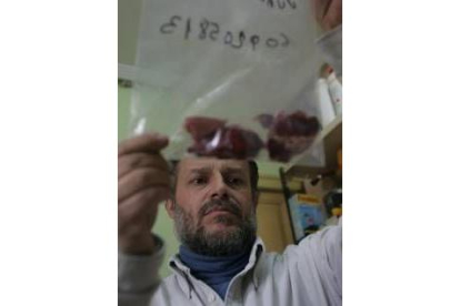 El veterinario Alfredo Riera, analizando una muestra de matanzas