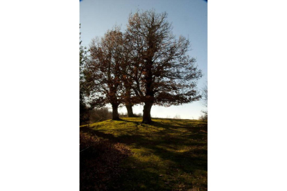 Árbol monumental en Prioro, uno de los paisajes que recorre el Camino de Santiago por Picos de Europa.