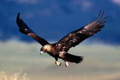 Aves de gran envergadura, comon el águila real, podrán utilizarse para caza mayor de especies como corzo, cirevo, rebeco y cabrá montés según recoge en nuevo decreto.