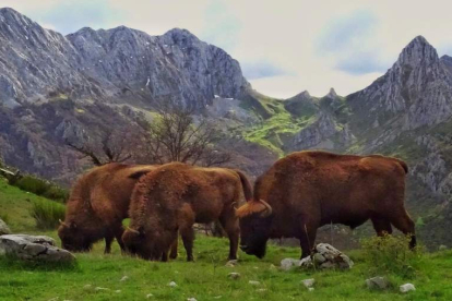 Una manada de bisontes pastando en el valle de Anciles. PELAYO GARCIA
