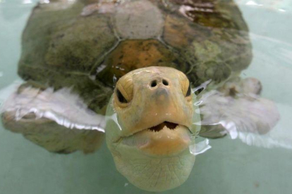 La tortuga Esperanza, en el primer hospital especializado en el cuidado de tortugas marinas