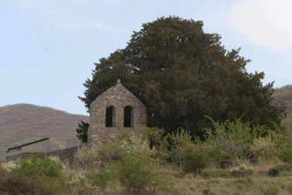 El tejo de San Cristóbal de Valdueza tiene más de mil doscientos años. Abajo, secuencia del video difundido por Medio Rural donde se aprecia el corte en la raiz y el hueco abierto para introducir una cruz de madera con el nombre de Lourdes, oculta para la corteza hueca. «Un ataque salvaje» denuncia el edil Iván Alonso. DL