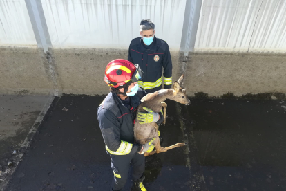 Los bomberos con el corzo rescatado. AYUNTAMIENTO DE PONFERRADA