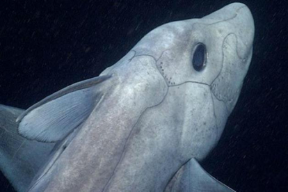 Las imágenes del 'tiburón fantasma'.