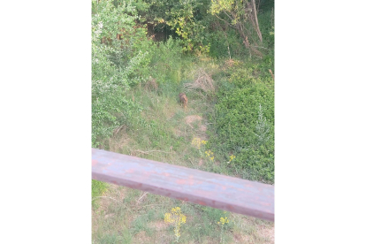 Una persona que paseaba por el puente de San Marcos fue quien avistó al pequeño ciervo. SOFÍA