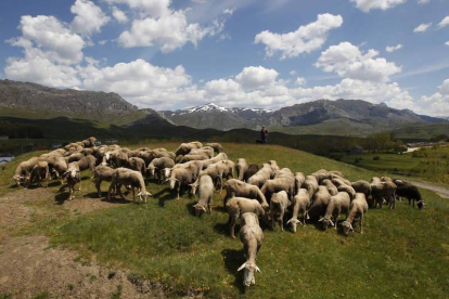 Rebaño de ovejas en Rodiezmo.