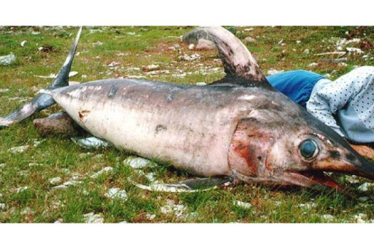 Imagen de archivo de un pez espada capturado en las costas de Letonia.