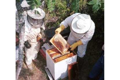 Apicultores controlan un panel de miel en una colmena, en imagen de archivo. DL