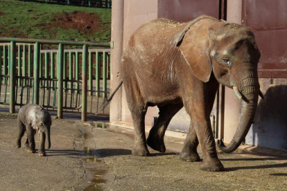La elefanta Cristina y su cría en una zona acotada del Parque de la Naturaleza de Cabárceno. CELIA AGÜERO