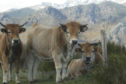 La FAO ha sabido reconocer la aportación de la ganadería extensiva para preservar el patrimonio natural de la provincia. RAMIRO