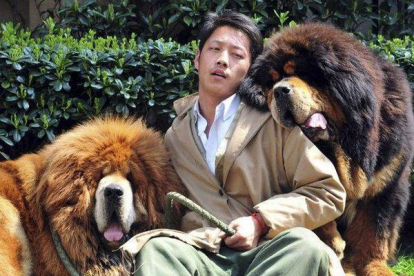 El criador perros, Zhang Gengyun, asegura que los mastines tibetanos son un símbolo de "poder" en China.