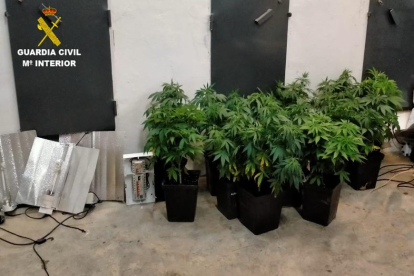 Plantas de marihuana confiscadas en la operación de la Guardia Civil en La Pola de Gordón. SUBDELEGACIÓN DEL GOBIERNO